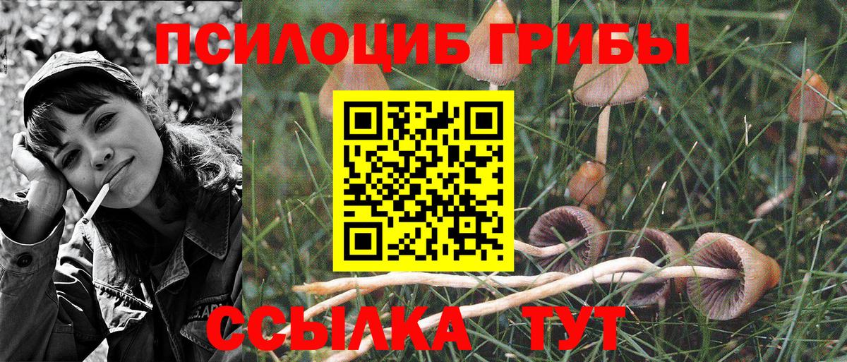 Галлюциногенные грибы Psilocybine cubensis Тимашёвск