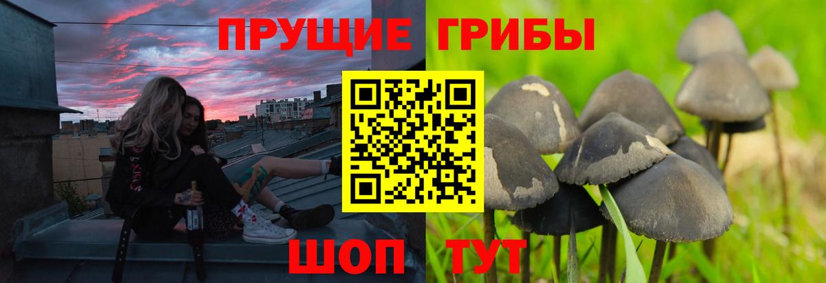 Псилоцибиновые грибы GOLDEN TEACHER  Вход с VPN  наркота  Тимашёвск 